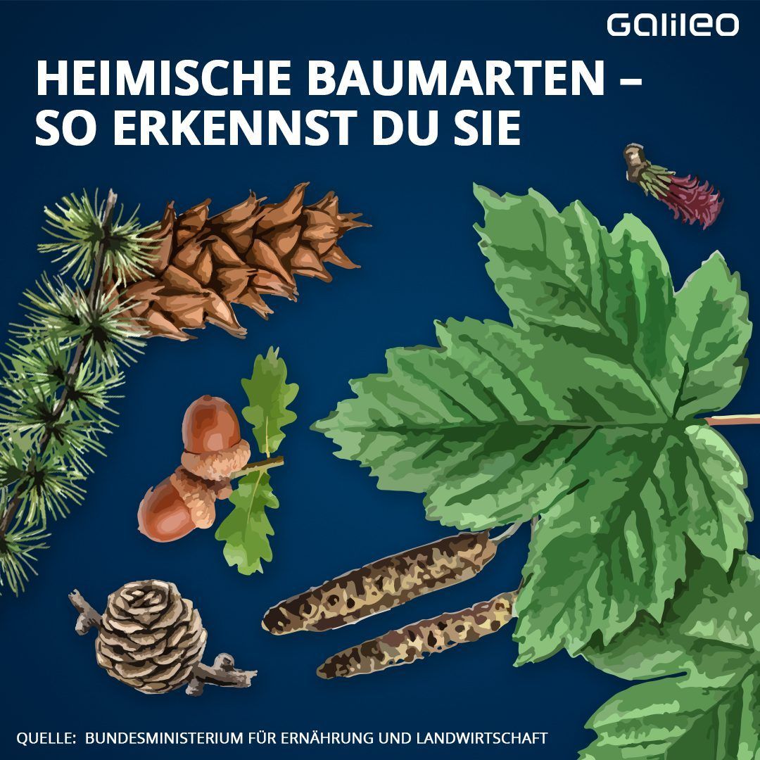 Wie du heimische Baumarten erkennst.