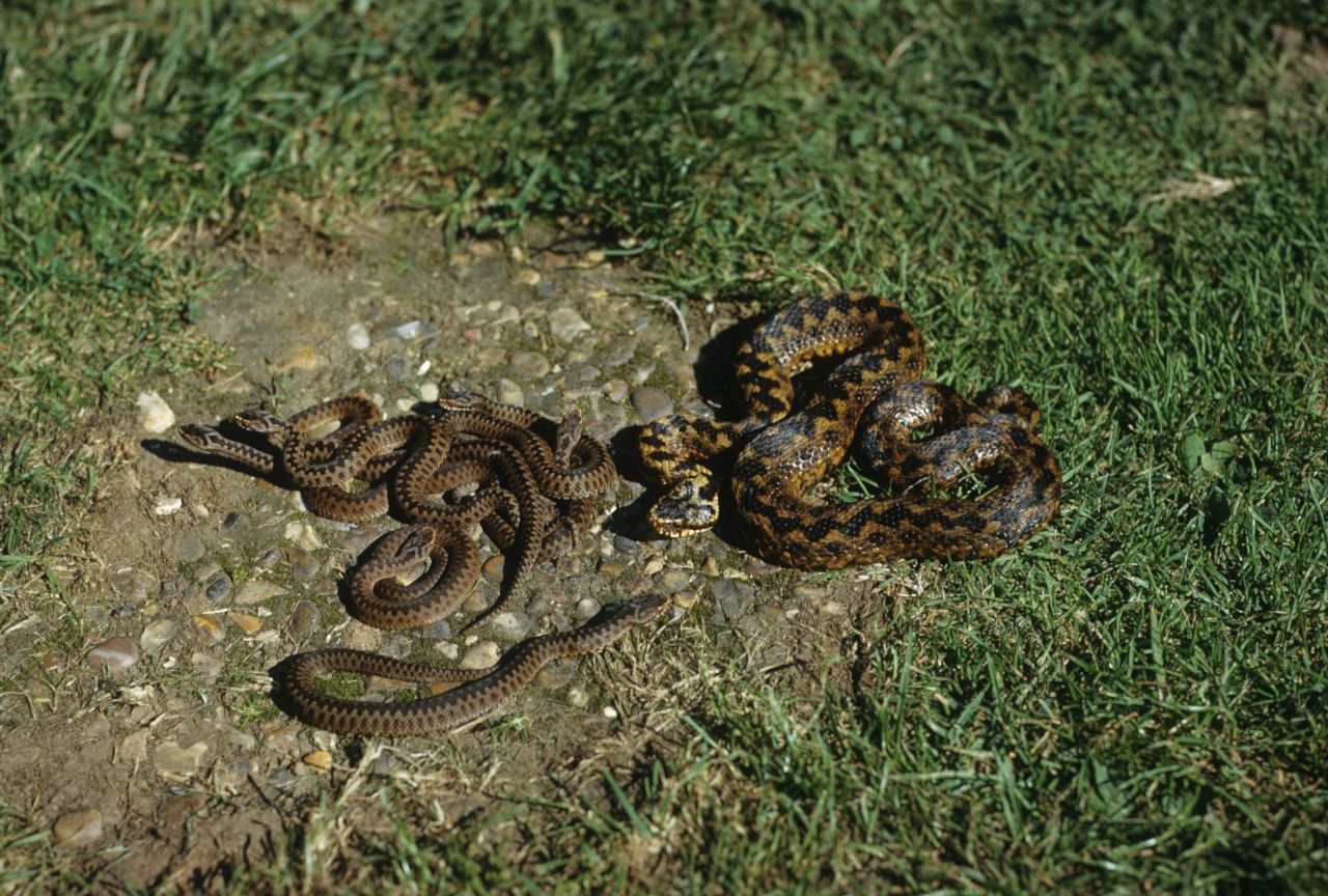 Eine Kreuzotter mit ihrem Nachwuchs, den Jungschlangen.
