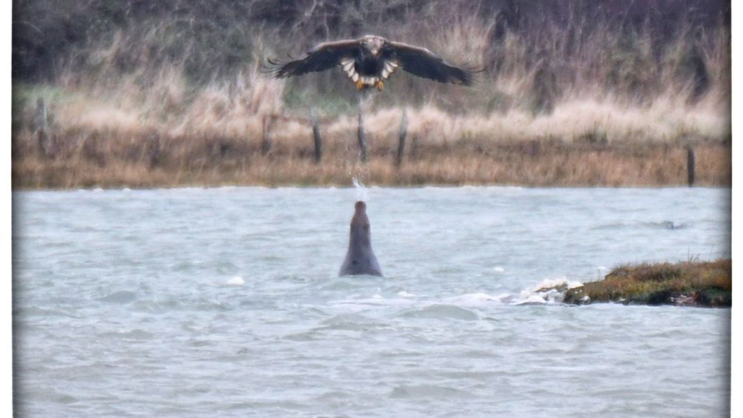 Ungewöhnliche Beobachtung: Eine Robbe, die Wasser auf einen Adler spuckt.