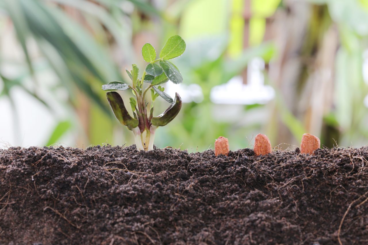 Bei Zimmertemperaturen um die 20 bis 25 Grad keimt das Pflänzchen nach kurzer Zeit. Noch besser klappt's, wenn du ein Mini-Gewächshaus bastelst: Einfach eine Plastikflasche halbieren und mit dem geschlossenen Ende nach oben in die Erde stecken.