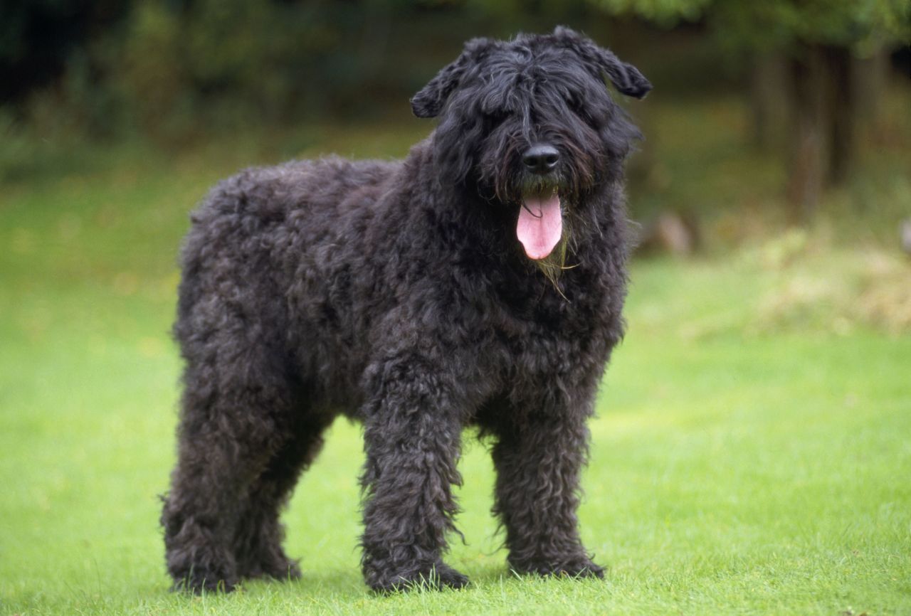 Der Bouvier des Flandres wurde bereits im Ersten Weltkrieg zum Aufspüren verwundeter Soldaten eingesetzt. Heute sind wieder einige dieser Hunde im Polizeidienst.