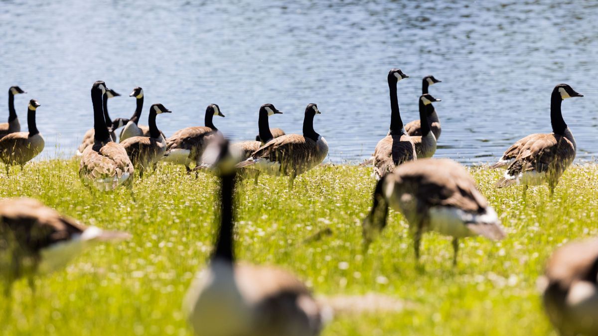 Kanadagänse fressen Gras am Ufer eines Weihers.