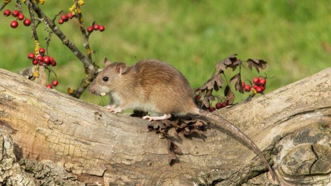 Eine Wanderratte mit Futter im Maul. Diese Tiere haben eine stumpfe Schnauze und sind größer als Hausratten.