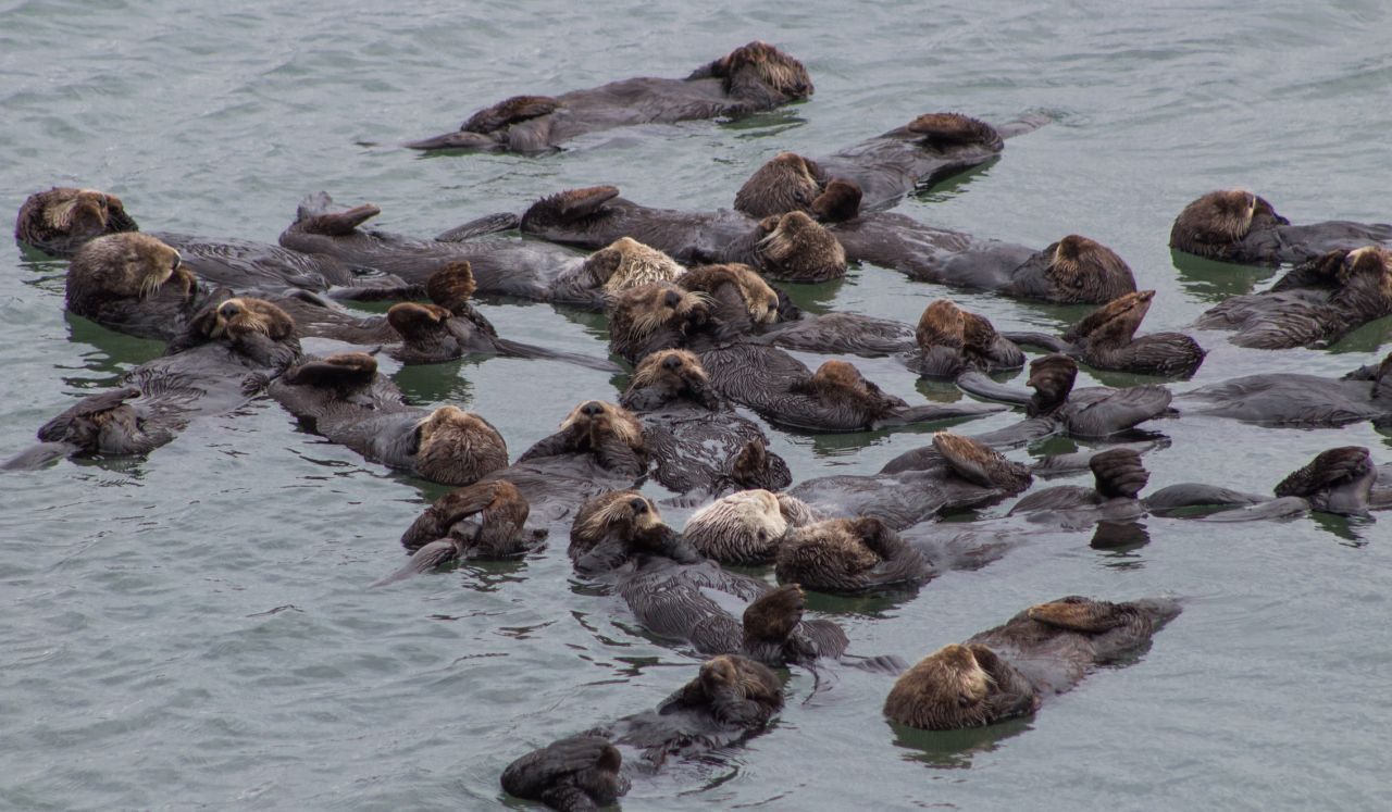 Seeotter halten Händchen beim Schlafen und wickeln Seetang um sich. So treiben sie nicht ab. Zuckersüß, wie sie dann im Pulk auf dem Rücken ruhen!