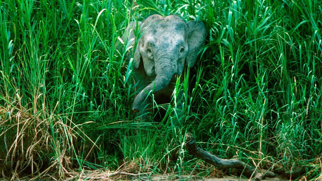 Was raschelt da im Gras? Zwergelefanten auf Borneo