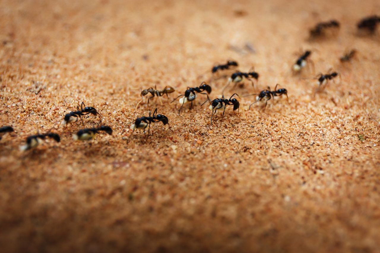 Gefangen im Todeskreis: Wanderameisen folgen einander und orientieren sich an den Pheromonspuren der Vorgänger. Kreuzt sich die Duftspur, kann eine Ameisenmühle entstehen. Die Tiere laufen dabei bis zur Erschöpfung im Kreis.
