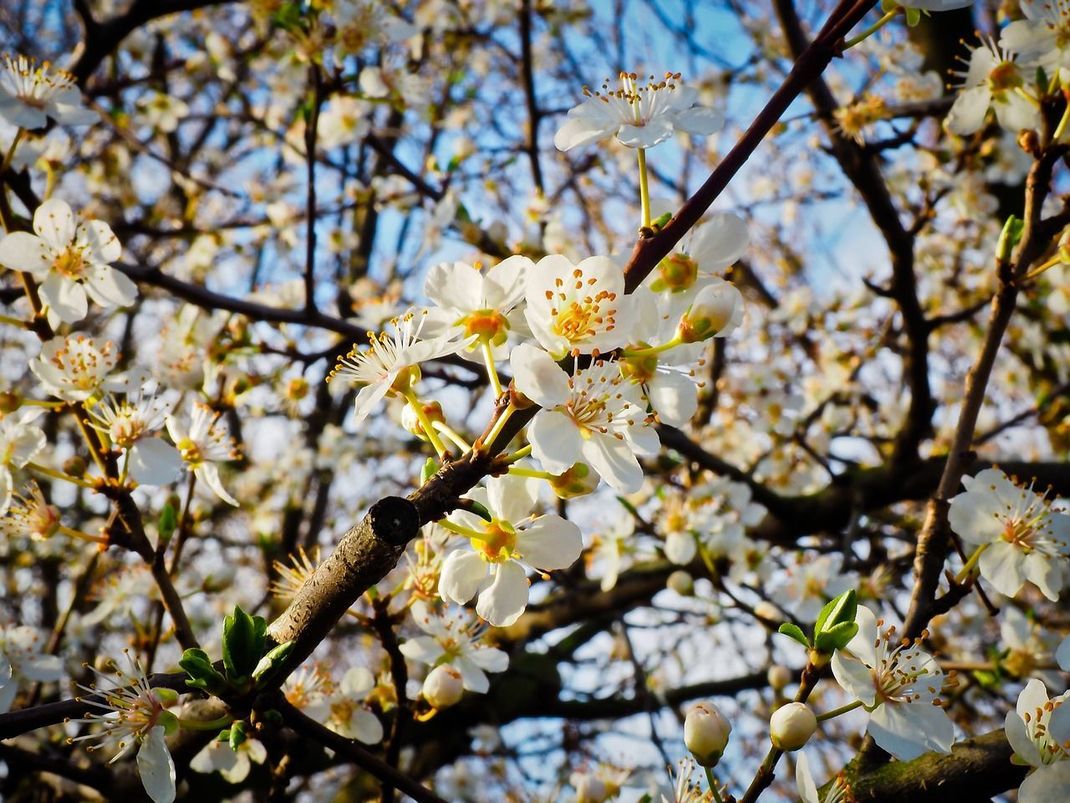 Schlehen sind echte Hingucker im Garten. Im Frühjahr blühen Sie mit Kirsche und Co. um die Wette.