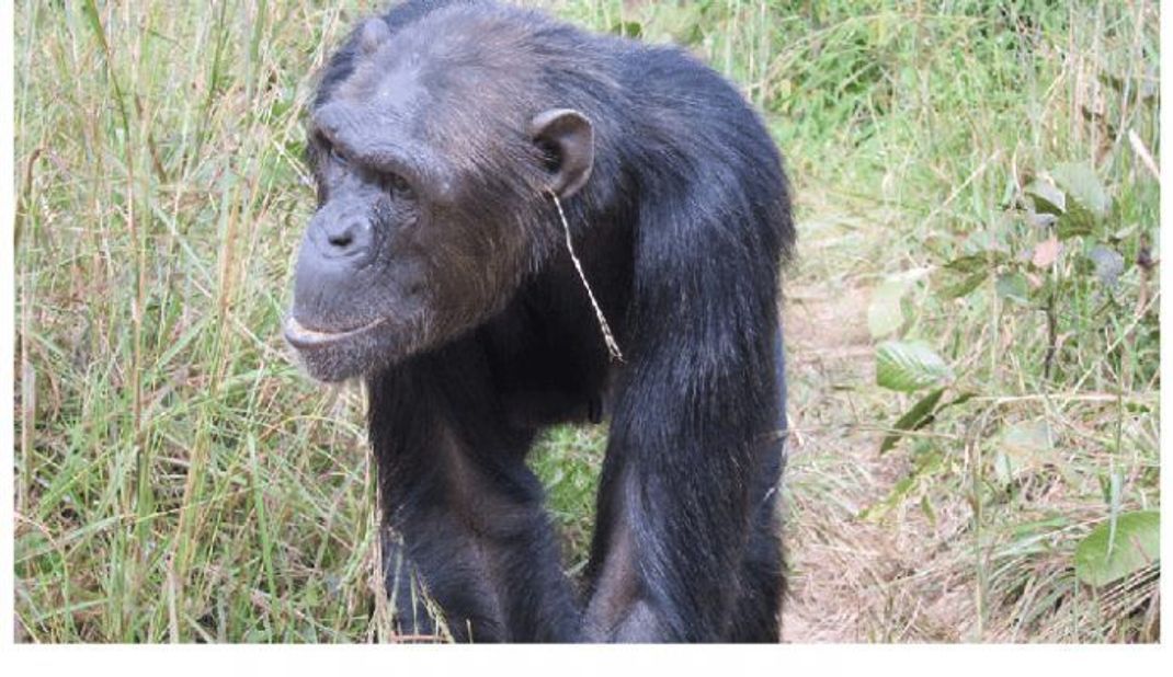 Lässiger Look: Schimpansen-Dame Julie trägt Ohrschmuck.