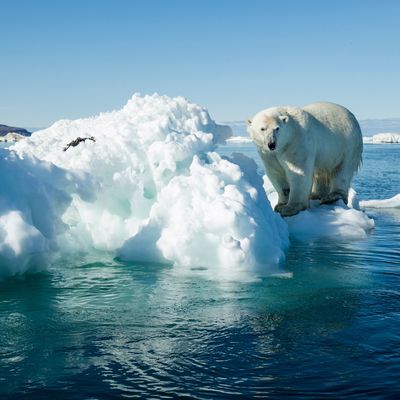 Polar Bear on Iceberg, Hudson Bay, Nunavut, Canada