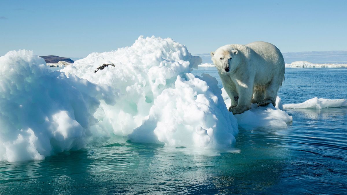 Polar Bear on Iceberg, Hudson Bay, Nunavut, Canada