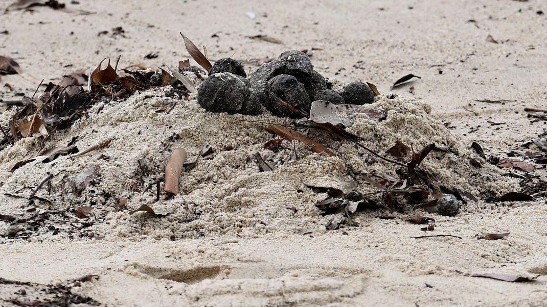 Australien, Sydney: Unbekannte schwarze Kugeln werden am Coogee Beach in Sydney angespült.