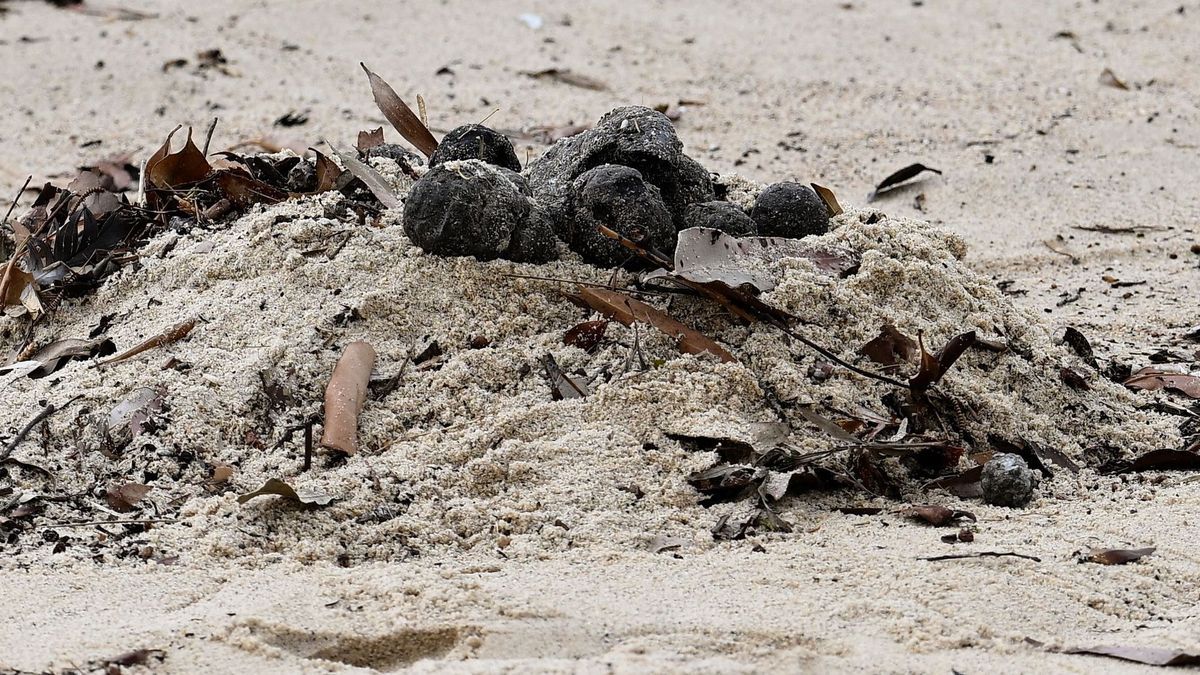 Strand in Sydney schließt wegen "mysteriöser Kugeln"