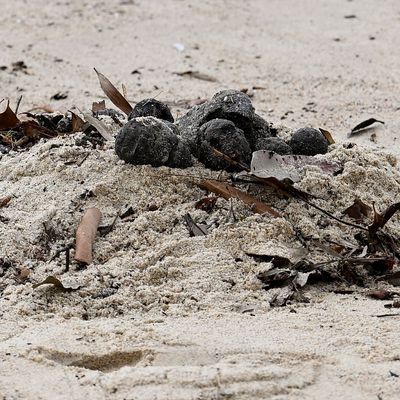 Strand in Sydney schließt wegen "mysteriöser Kugeln"