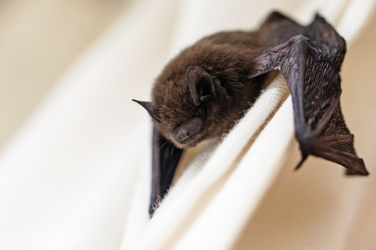 Zwergfledermäuse gehören zu den beiden kleinsten Fledermaus-Arten in Deutschland. Sie verirren sich manchmal in Wohnungen.