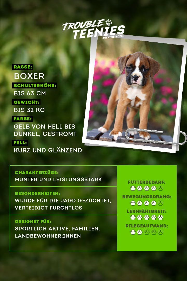 Der Boxer ist ein aufmerksamer und mutiger Hund.