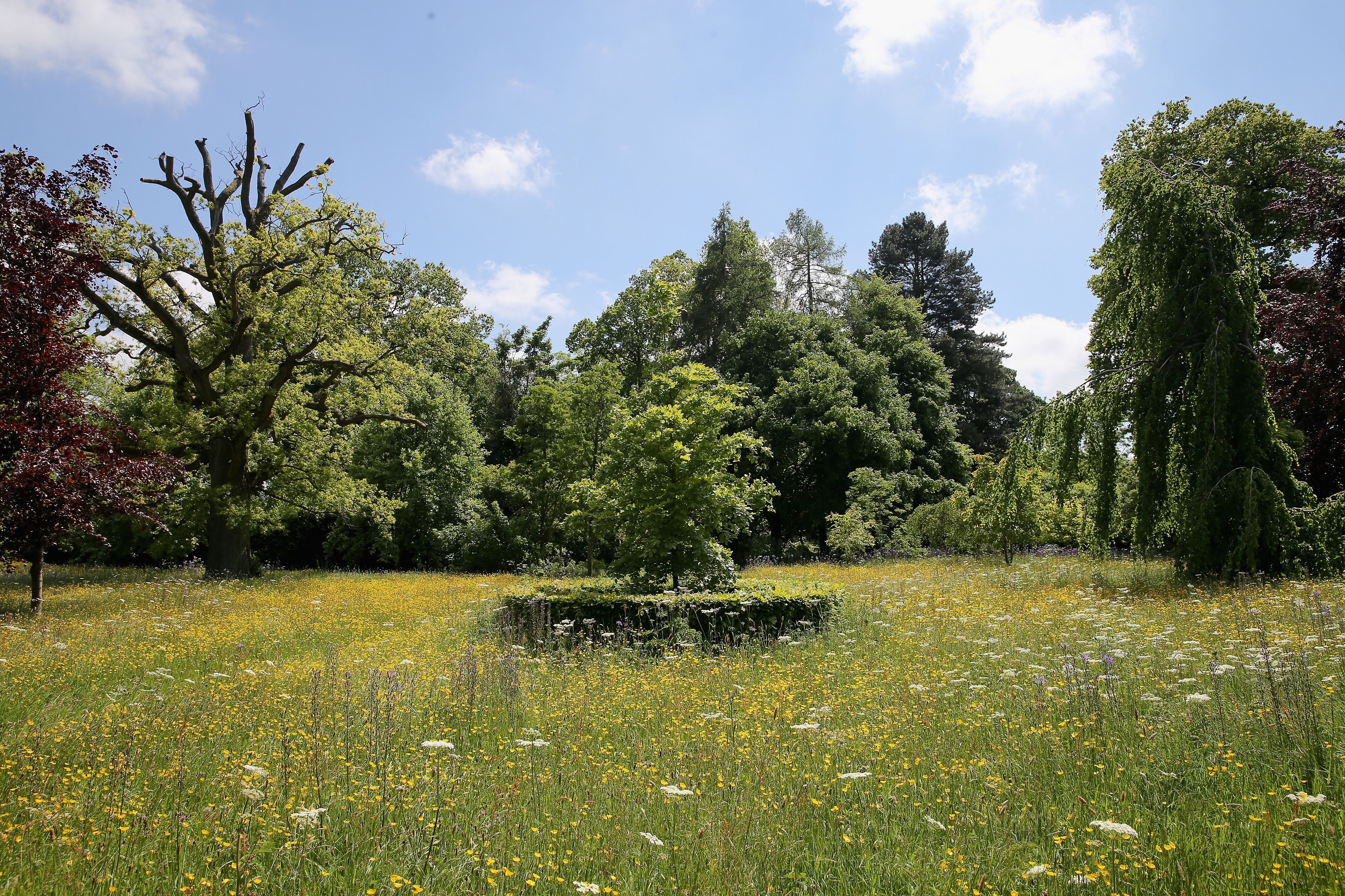 Die Wildblumenwiese auf Highgrove ist ein kleines Naturschutzgebiet: Hier fühlen sich nämlich etliche einheimische Pflanzen und Tiere wohl.