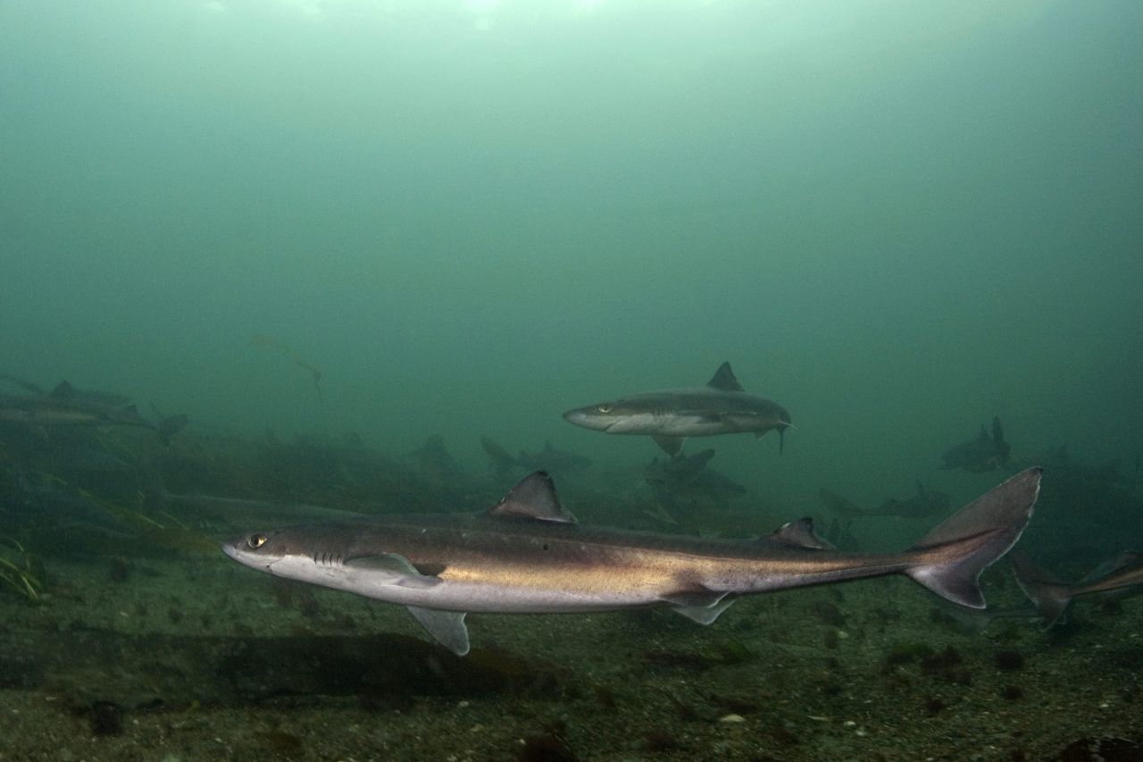 Auch die bis zu 1,60 Meter langen Dornhaie tummeln sich am Grund der Flussmündung. Sie sind in Schwärmen unterwegs. An seinen zwei Rückenflossen trägt der Dornhai Giftstacheln. Fühlt er sich bedroht, kann er damit schmerzhaftes Nervengift freisetzen. Auch der Dornhai ist vom Aussterben bedroht. Die Jagd nach seinem Fleisch, das als Schillerlocke oder "Seeaal" bekannt ist, dezimierte seinen Bestand.