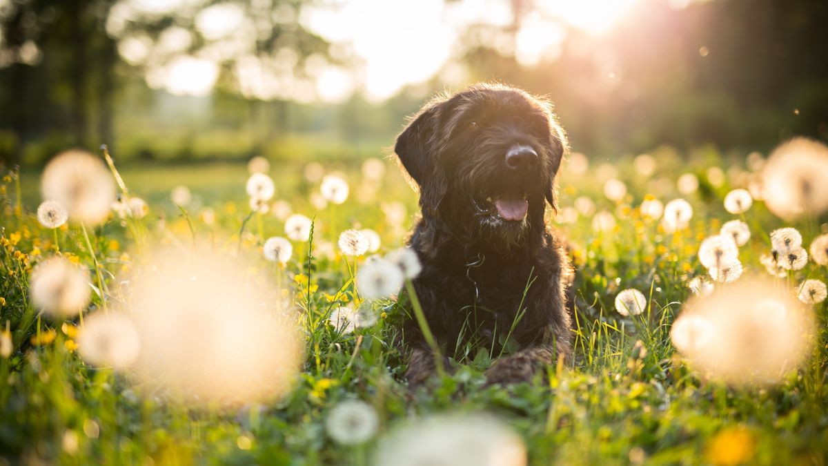 "Der Welpentrainer": Hund auf einer Wiese