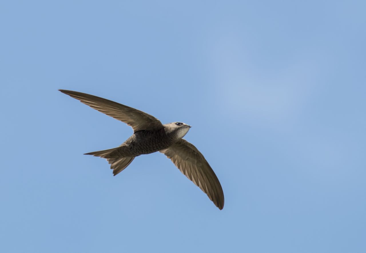 Der Mauersegler schläft im Flug. Die Hirnhälften wechseln sich etwa nach 2 Stunden mit Ruhen ab.