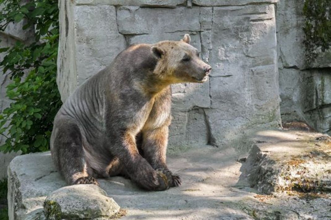 Paart sich ein Eisbär mit einem Braunbären, nennt man die Nachkommen auch Cappuccino-Bären. Diese Hybride können selbst Nachwuchs haben.