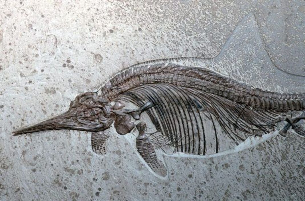 Im urzeitlichen "Inselparadies" Deutschland lebten viele Meeressaurier wie der Ichthyosaurus.