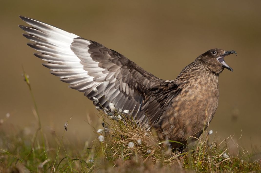 Raubmöwen sind mit den Möwen verwandt und talentierte Jäger.