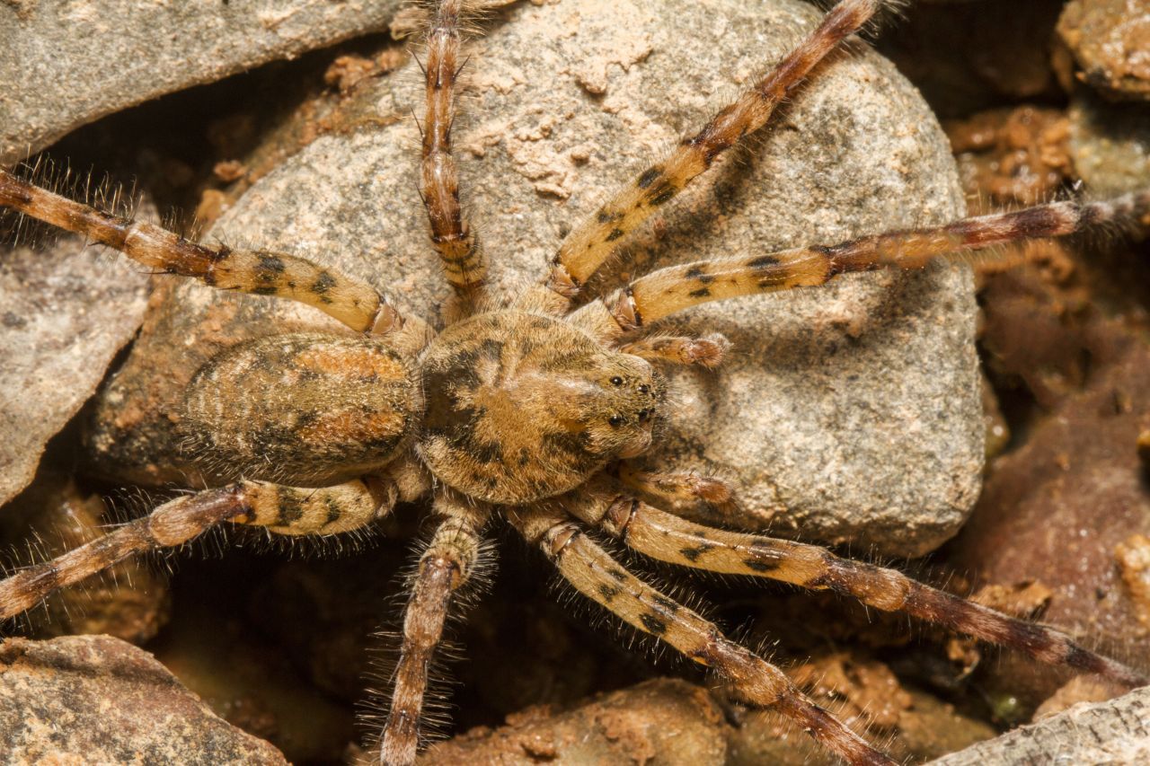 Die Nosferatu-Spinne hat gestreifte Beine und eine markante Zeichnung auf dem Rücken.
