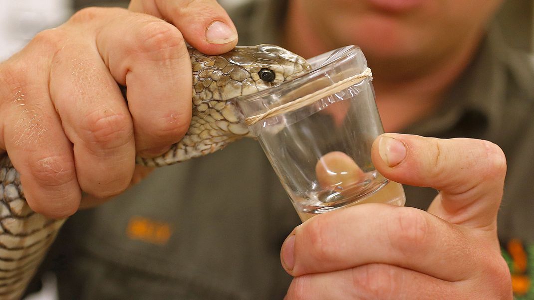 Die giftigen Braunschlangen (Australische Scheinkobra) sind besonders gefährlich, weil ihr Biss meist schmerzlos ist.