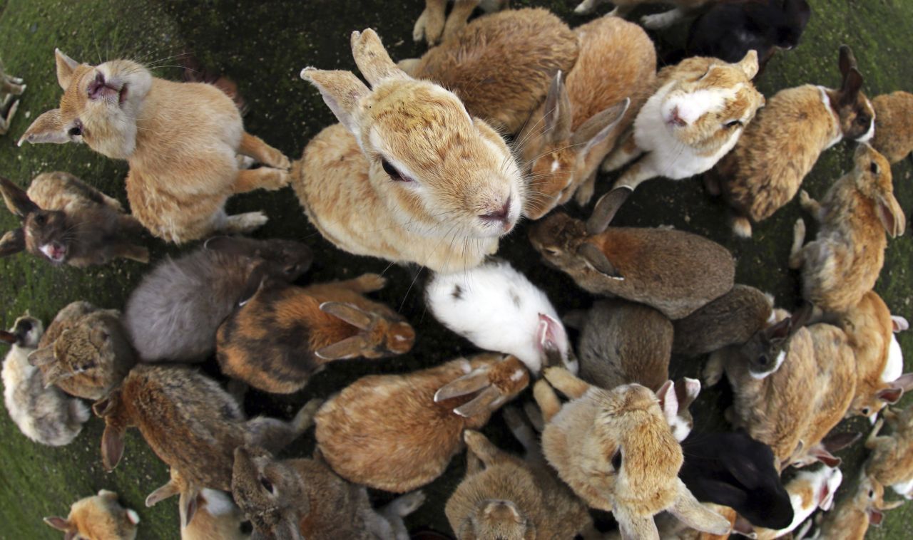Große Vielfalt: Die Kaninchen haben alle möglichen Farben und Zeichnungen. Eine Theorie: Die Forschenden wollten robuste Versuchskaninchen. Deshalb kauften sie auf Bauernmärkten unterschiedliche Rassen. In Freiheit mixten sich die Farben durch ungehinderte Vermehrung weiter.