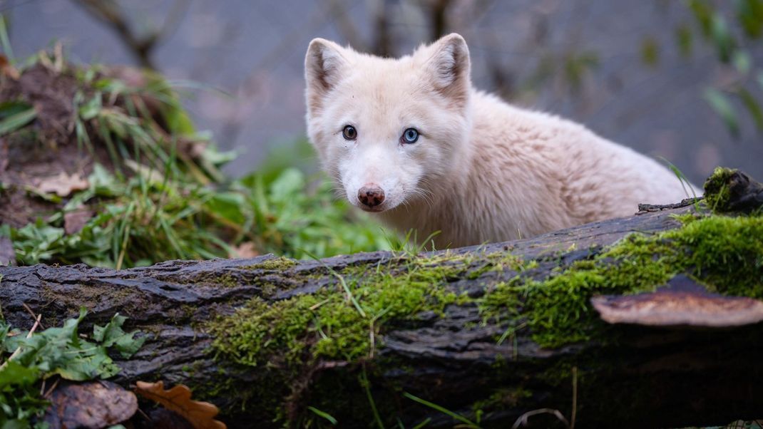 Besonders Landtiere sind von dem Rückgang der genetischen Vielfältigkeit betroffen, stellen die Forschenden fest.