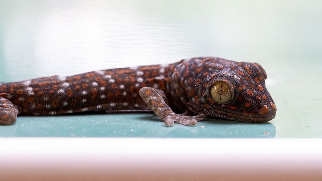 Ein kleiner Tokeh-Gecko hat schon das Muster eines erwachsenen Tiers.