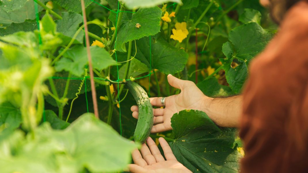 Gurkenanbau mal anders: Erfahren Sie, wie Sie saftige Gurken im Topf anbauen können!