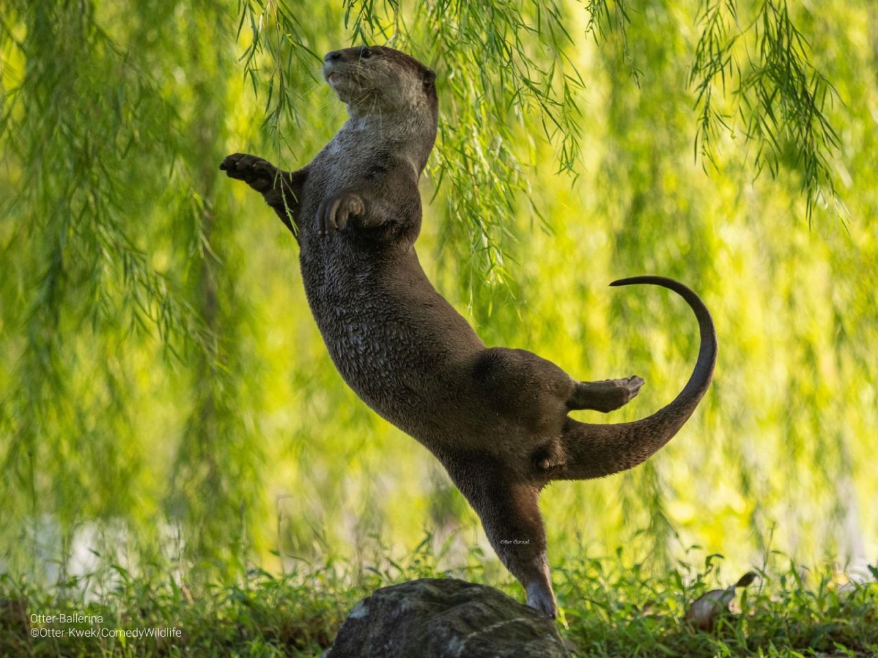 »Otter-Ballerina« Vorhang auf! Dieser Otter übt fleißig für den großen Auftritt. Das Foto gewann den Preis in der Kategorie "Creatures Under the Sea Award".