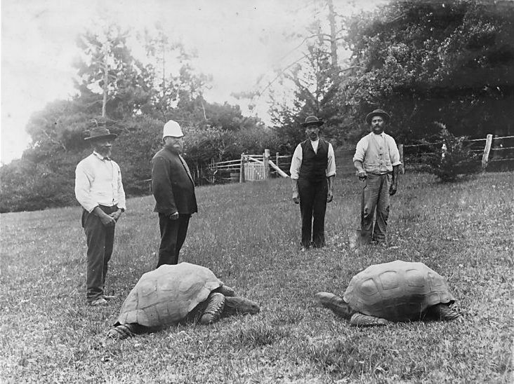 Die Seychellen-Riesen-Schildkröte Jonathan (links) steht als älteste bekannte Schildkröte der Welt im Guinness-Buch der Rekorde. Er ist stolze 190 Jahre alt und lebt auf dem Seychellen-Eiland St. Helena. Der 1832 geborene Jonathan erlebte zwei Weltkriege und den Zerfall des British Empires. Das Foto stammt aus dem Jahr 1886. 