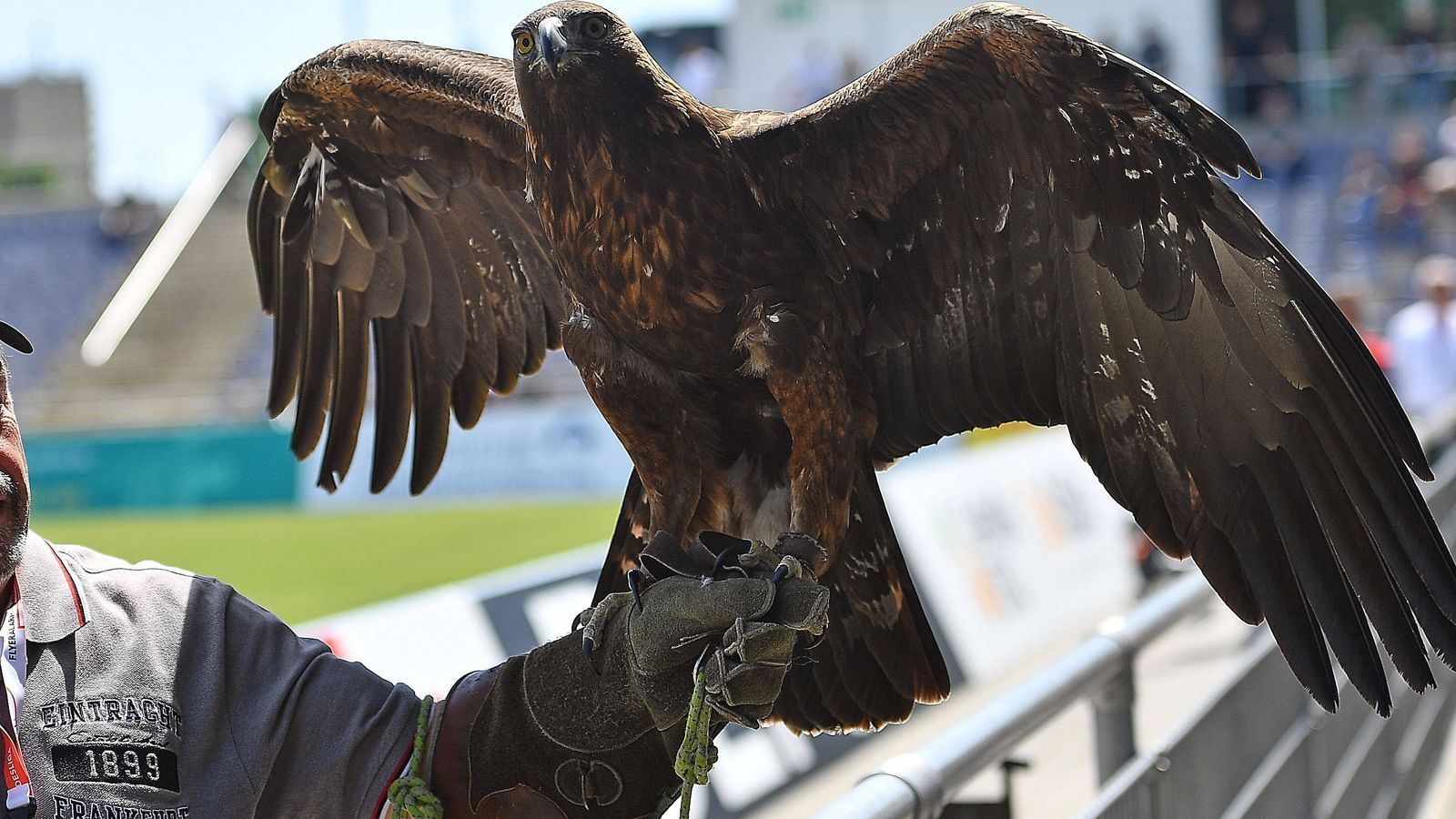 <strong>Platz 1: Eintracht Frankfurt - Attila</strong><br>
                Mystisch und eindrucksvoll - Attila, der Steinadler, ist nicht nur ein beeindruckendes Geschöpf, sondern seit Jahren das Maskottchen der Eintracht. Kaum ein Tier strahlt so viel Gefahr aus, wirkt so anmutig. Ein verdienter Platz eins!