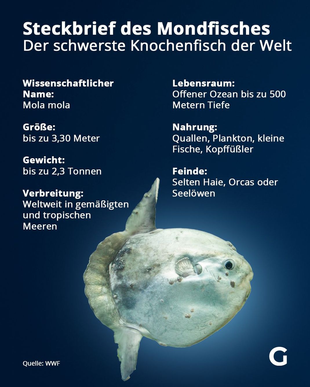 Fakten zum Mondfisch