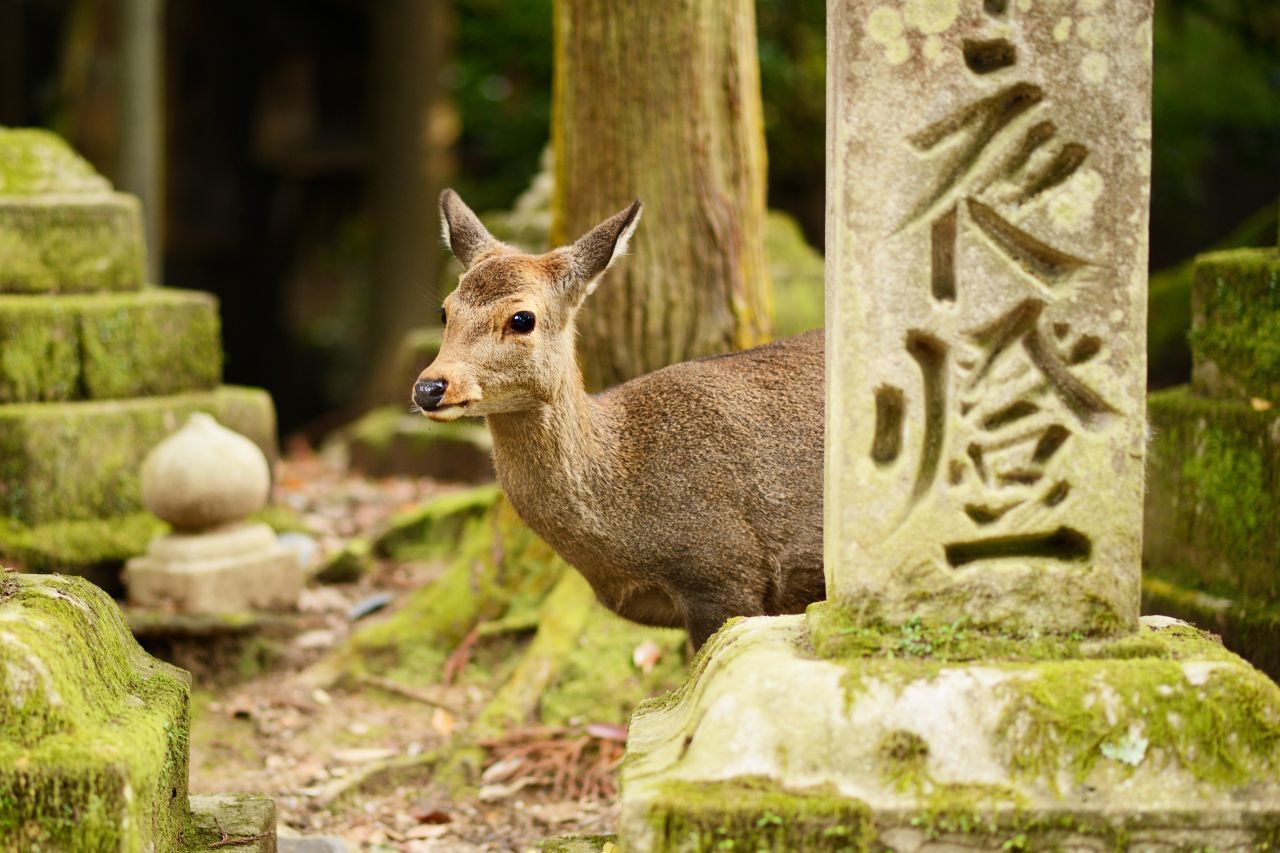 Sikahirsche zählen zu den Wahrzeichen Naras. Sie leben zwischen traditionellen Tempeln und Kirschbäumen in einem Naturpark nahe der Stadt.