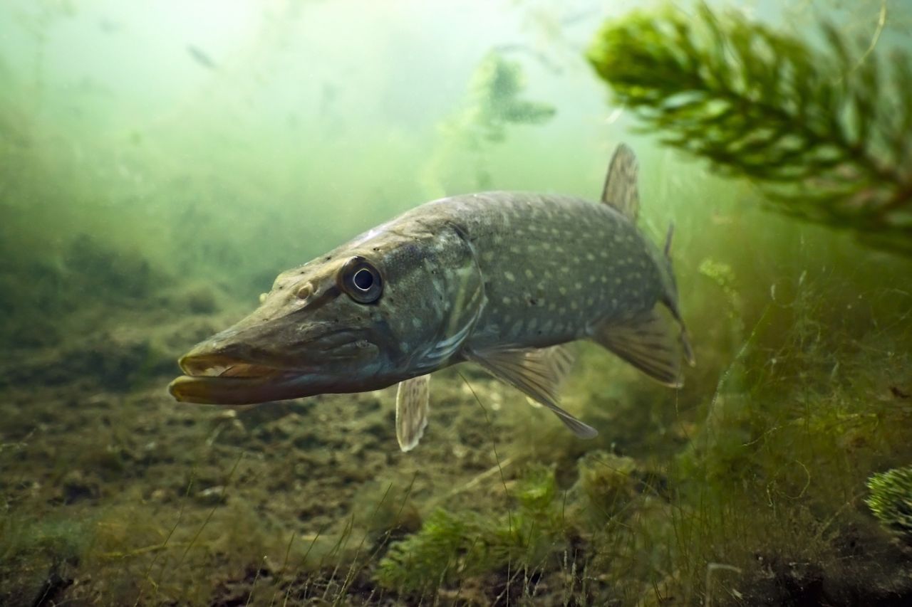 Platz 3: Das ist ja ein toller Hecht - dieser Fisch ist ein geschickter Räuber und besiedelt langsam fließende Flüsse und Seen in Deutschland. Hechte werden rund 1,5 Meter groß und 30 Kilo schwer.