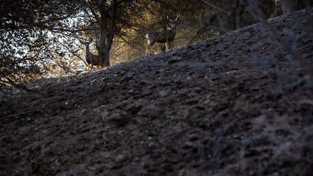 Wildtiere in Los Angeles