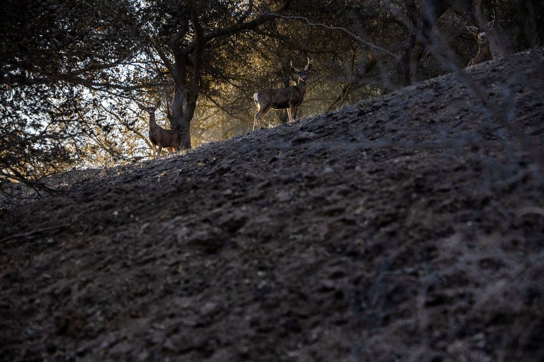 Nicht nur Menschen fliehen vor den Waldbränden, auch Wildtiere verlieren ihren Lebensraum.
