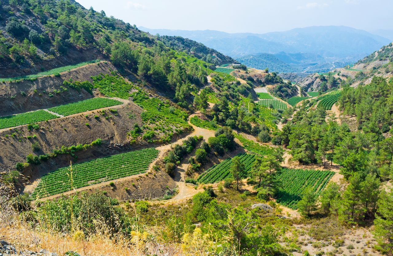 Wandern und Wein: Wer sich so seinen Urlaub vorstellt, macht am besten einen Abstecher ins Troodos-Gebirge im Landesinneren. Im Nationalpark sind 4 Wanderwege ausgeschildert, beliebt ist der Rundweg um Chionistra (Länge: etwa 7 Kilometer, Dauer: circa 2,5 Stunden). Edle Tropfen kann man in den Weindörfern verkosten: in Omodos, Arsos, Lofou … Nur soviel: Der Commandaria wurde dem Guinness-Buch der Rekorde zufolge bereits 2000 