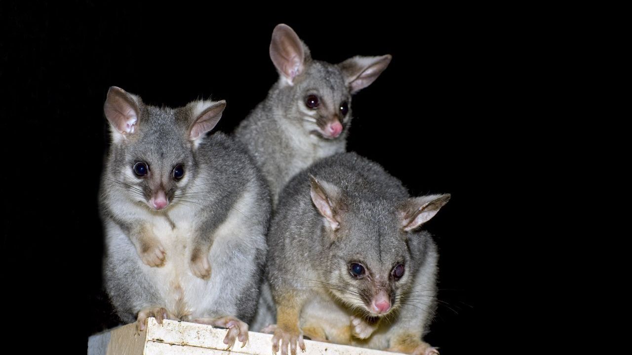 Süß, oder? Leider ist der australische Fuchskusu aber auch sehr gefräßig und kommt selten allein - die Art vermehrt sich rasant. Das kleine Beuteltier würde sich im südeuropäischen Klima wohlfühlen, dem Ökosystem aber stark schaden. Bisher wurde die Art in Europa noch nicht gesichtet.