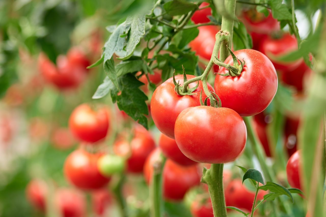 Tomaten und Ketchup gelten als Histaminliberatoren, das heißt, dass sie Histamin im Darm freisetzen.