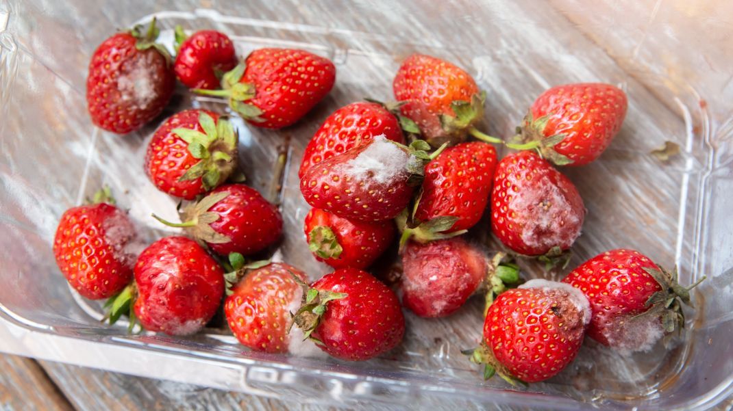 Wenn einzelne Erdbeeren schlecht werden, musst du nicht gleich die ganze Schale wegwerfen. Dieser Trick mit Essig hilft!