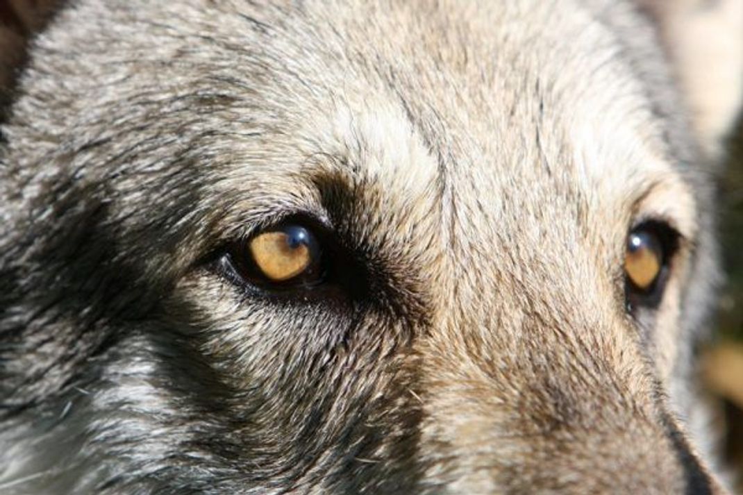 Stechende Augen sind ein Kennzeichen von Wolfshunden.