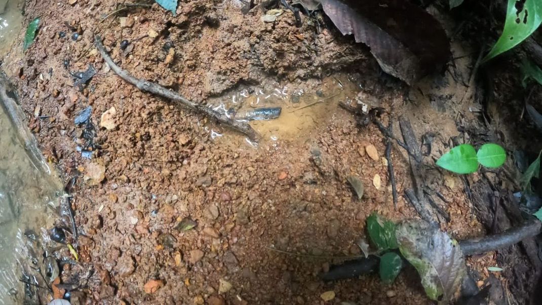 Nach dem Flugzeugabsturz in Kolumbien wurden im Dschungel frische Fußabdrücke gefunden, die zu den vier vermissten Kindern gehören könnten. 