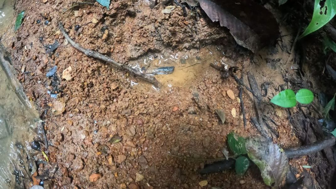 Nach dem Flugzeugabsturz in Kolumbien wurden im Dschungel frische Fußabdrücke gefunden, die zu den vier vermissten Kindern gehören könnten. 