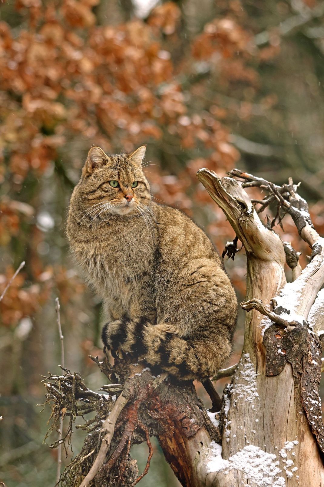 Totholz und hohle Baumstämme sind für Wildkatzen sehr wichtig und dienen ihnen oft als Unterschlupf.