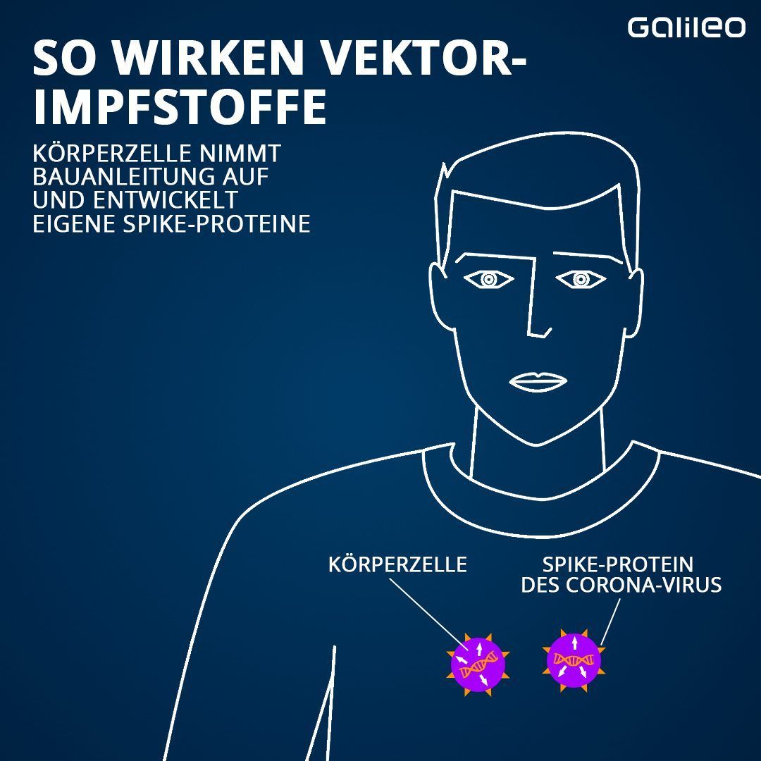 Die Stacheln des Spike-Proteins sind gut für unser Immunsystem erkennbar. Die Körperzelle nimmt das Genmaterial mit dem Bauplan auf und bildet eigene Spike-Proteine als Antigen.