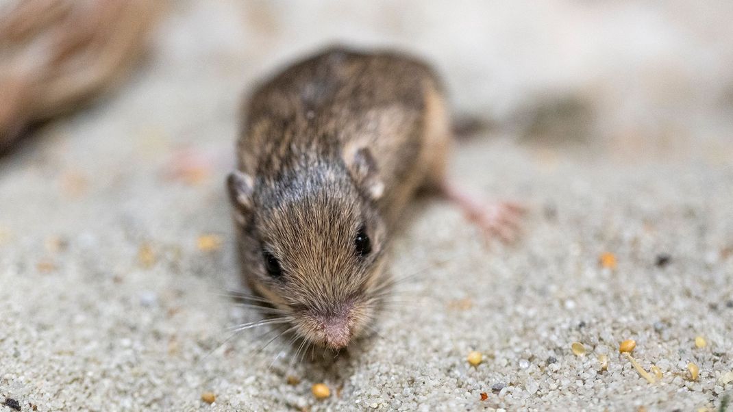 Eine kleine Maus mit großer Wirkung.